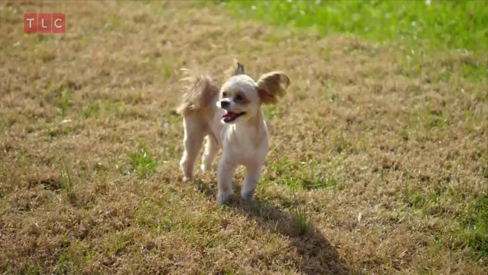 TLC
