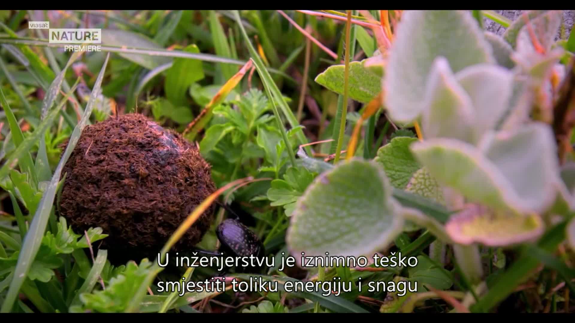 ViasatNature
