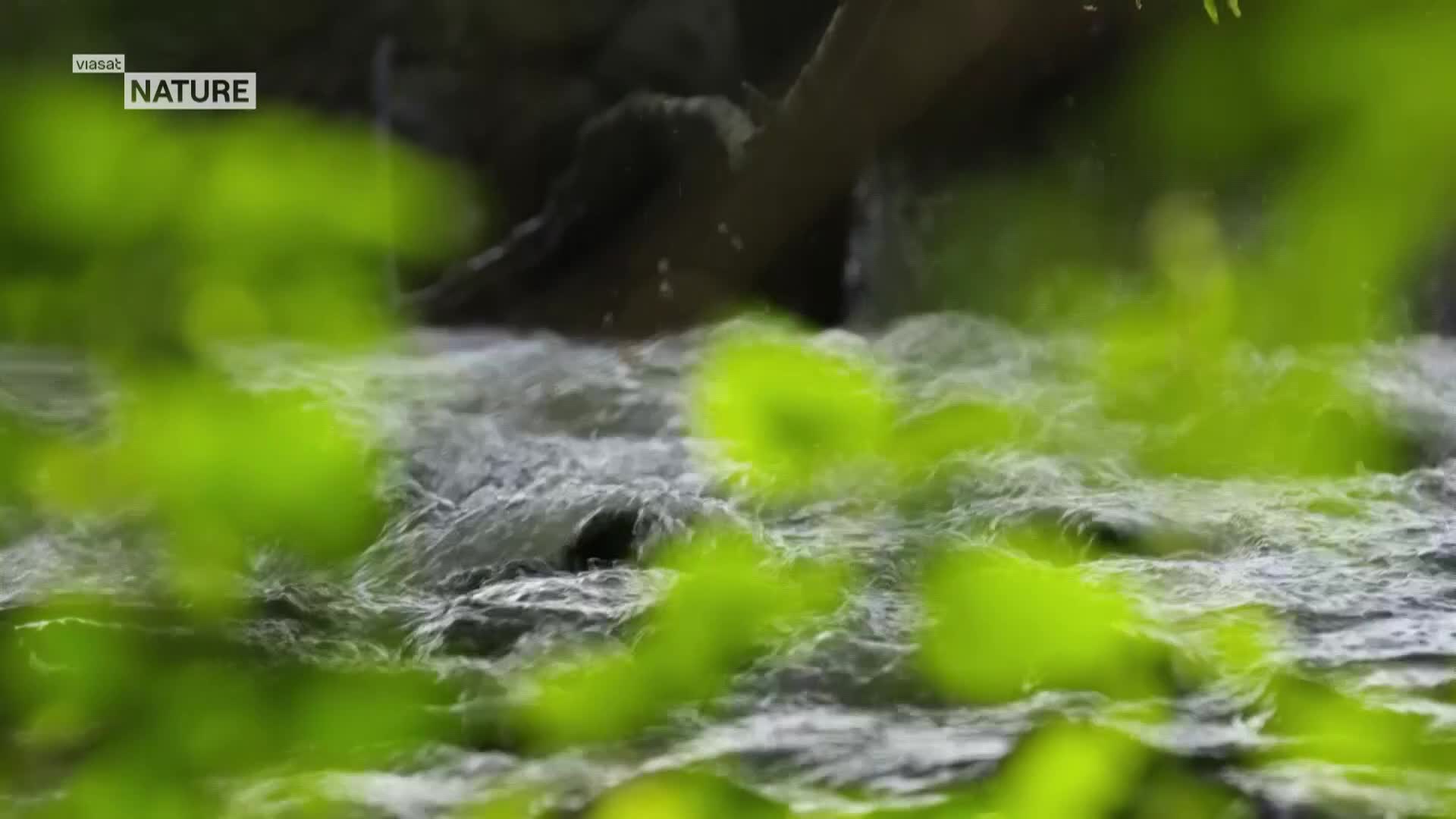 ViasatNature