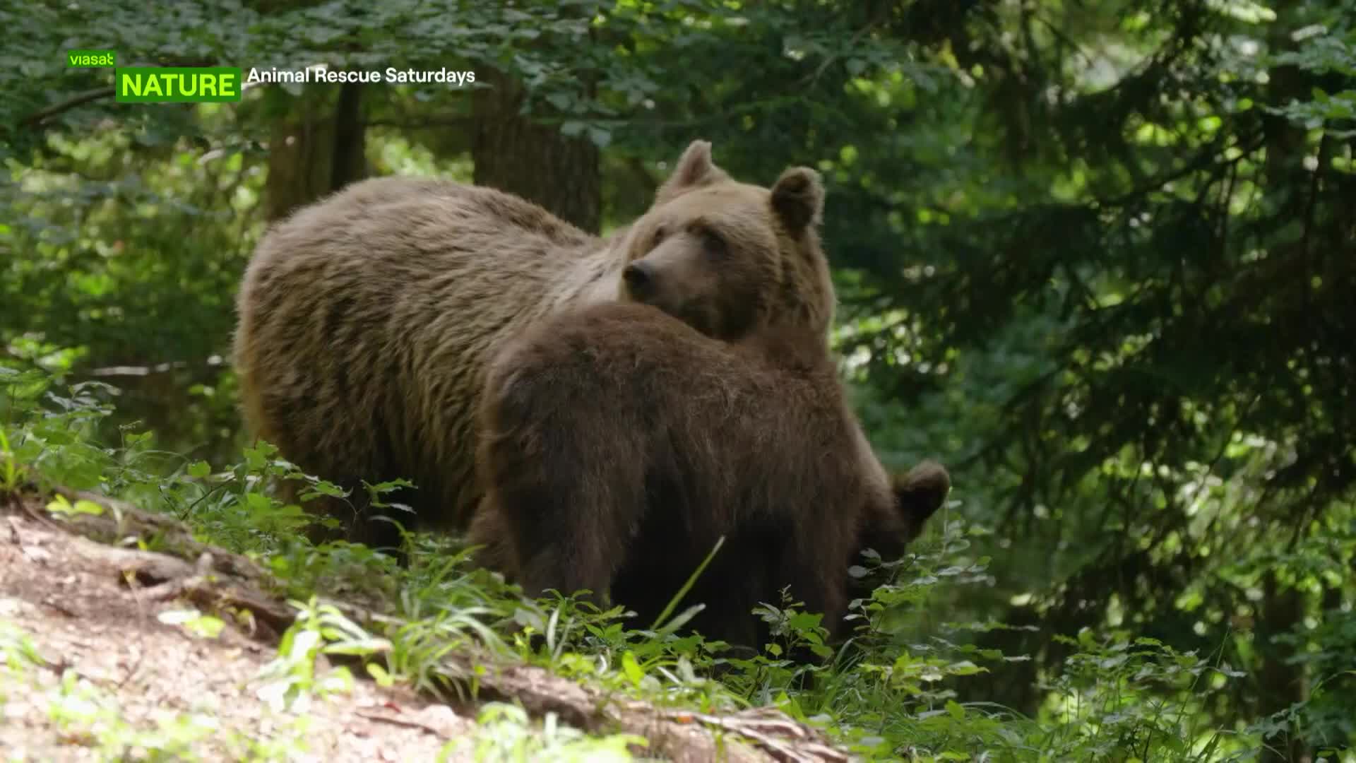 ViasatNature