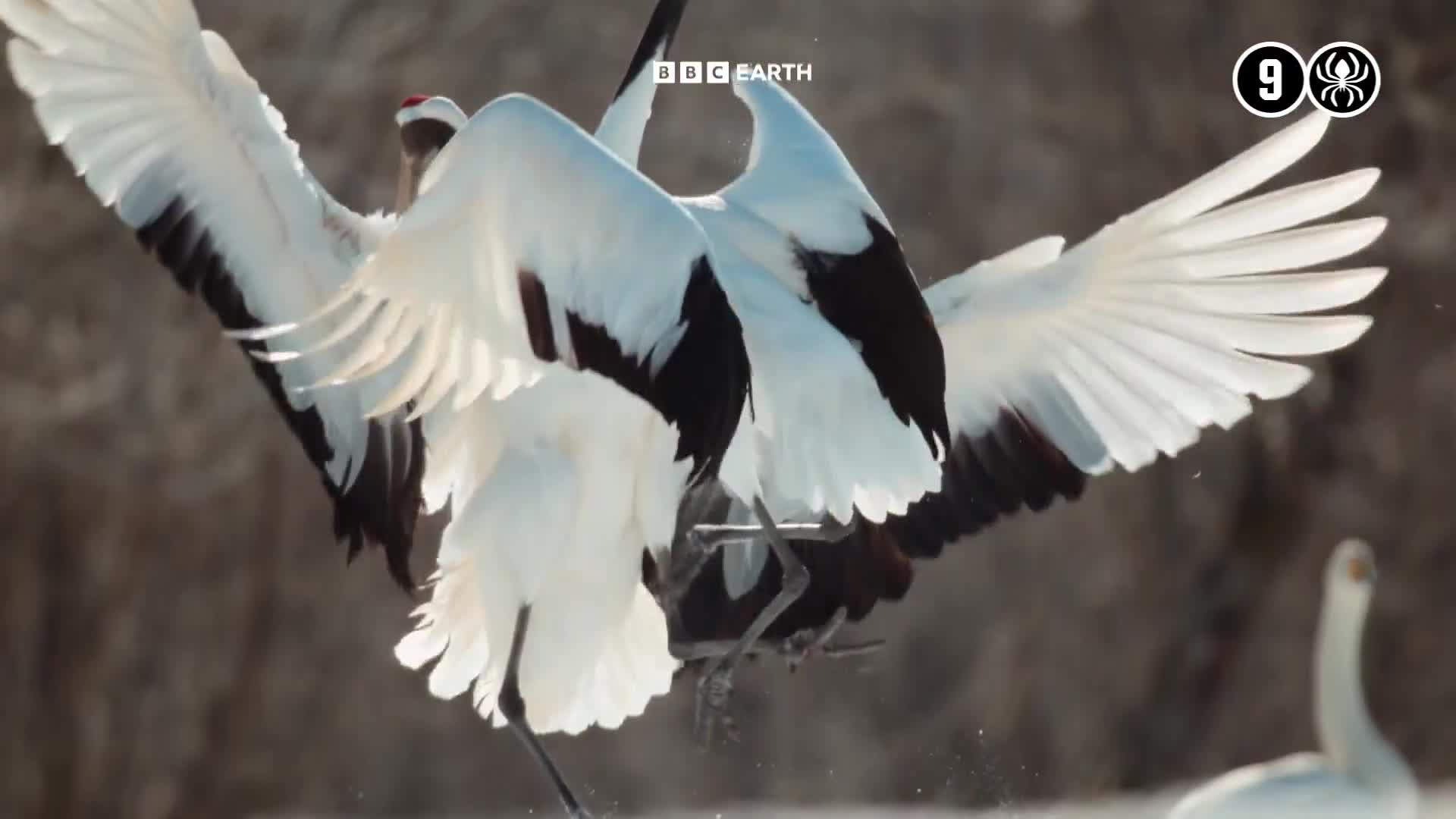 BBCEarth