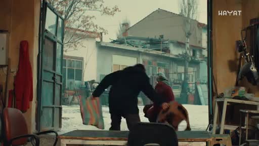 hayat