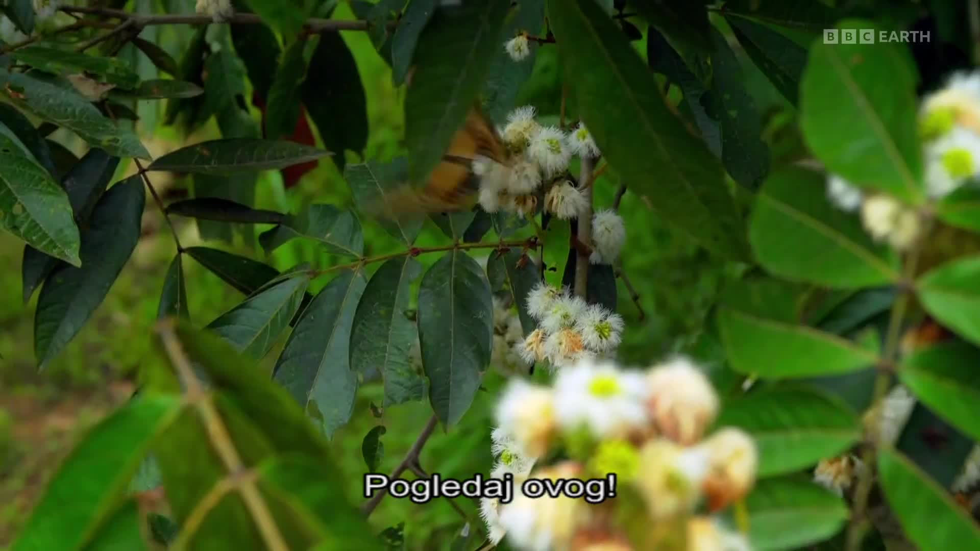 BBCEarth
