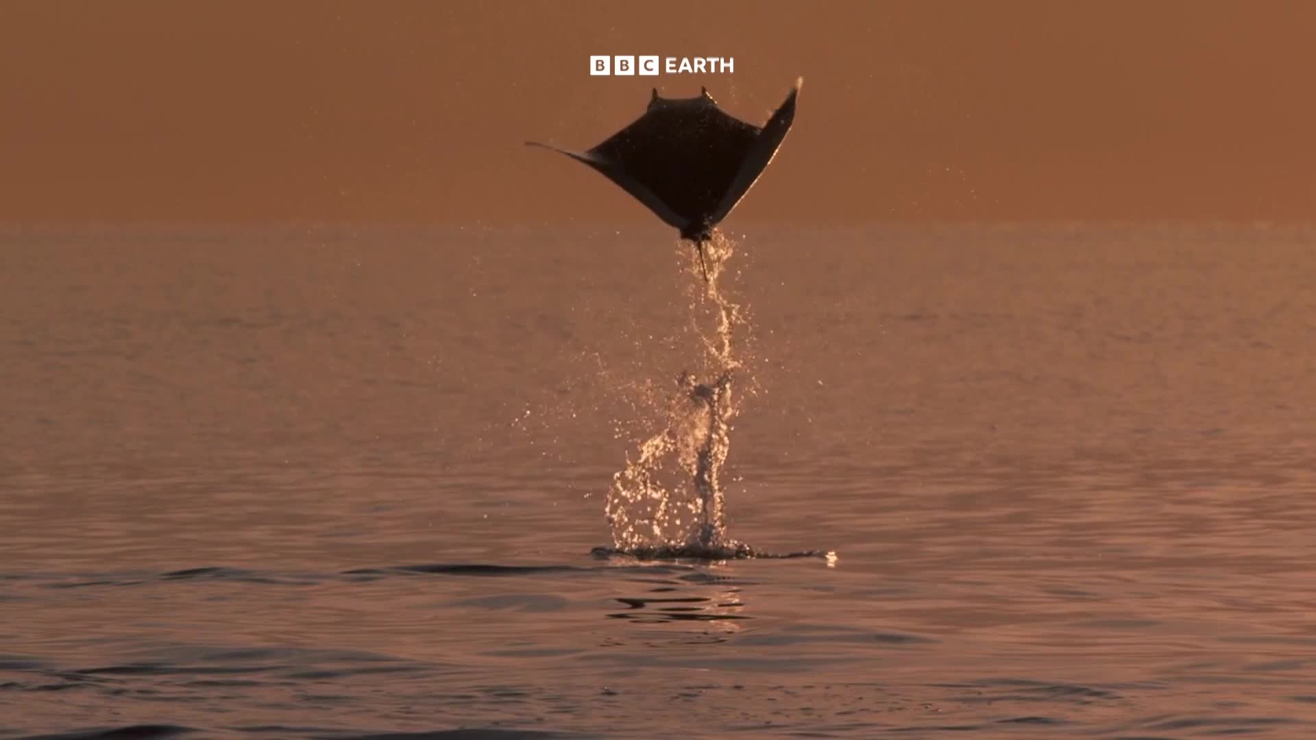 BBCEarth