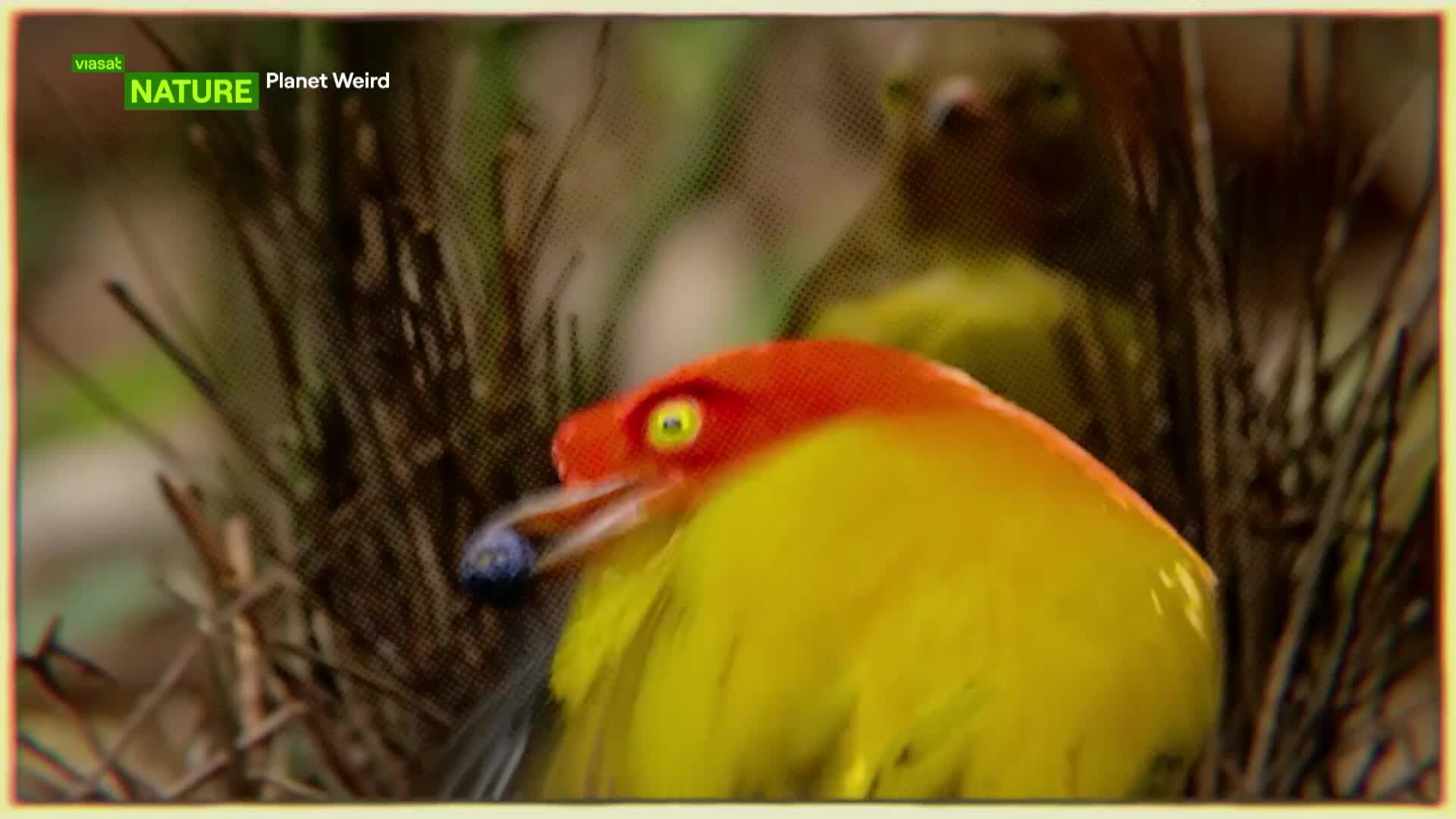 ViasatNature