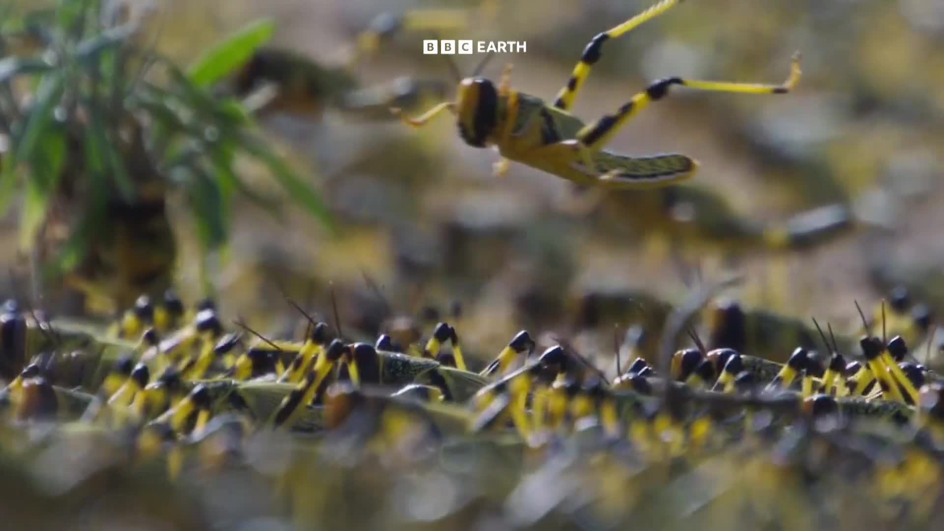 BBCEarth