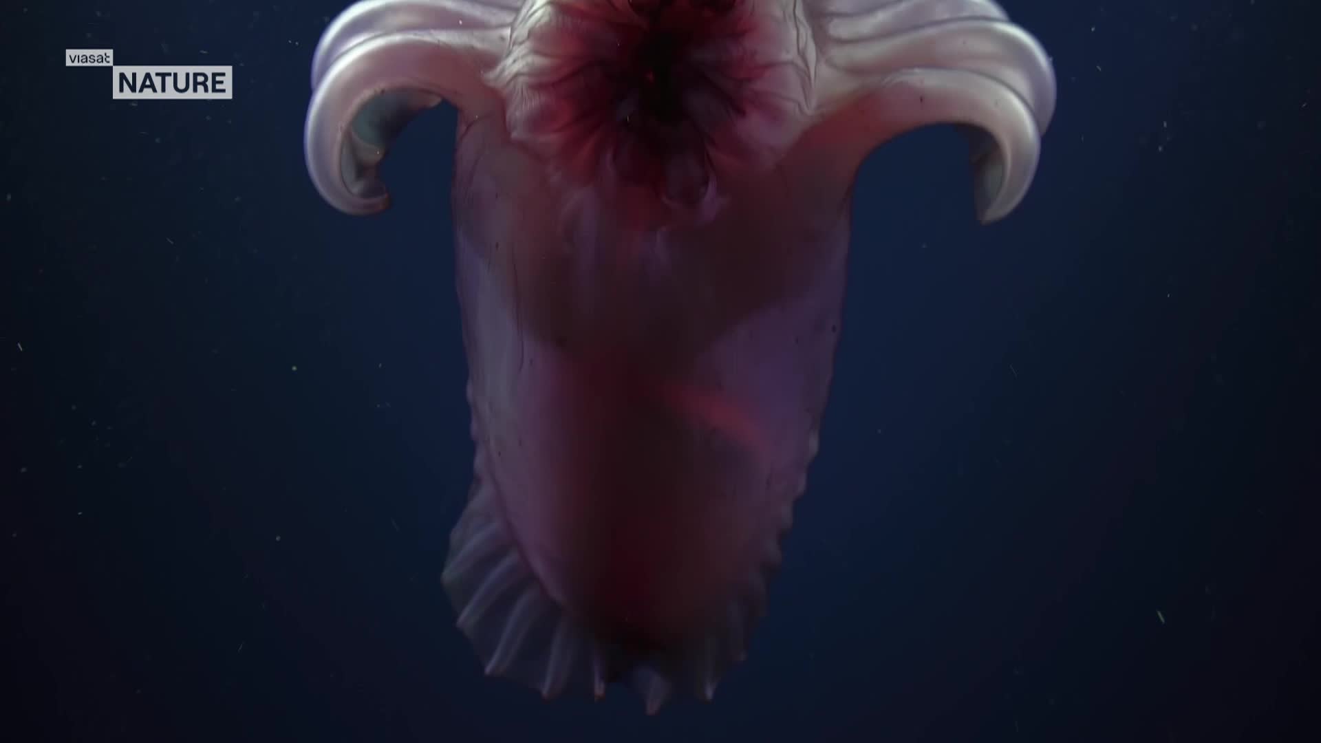 ViasatNature