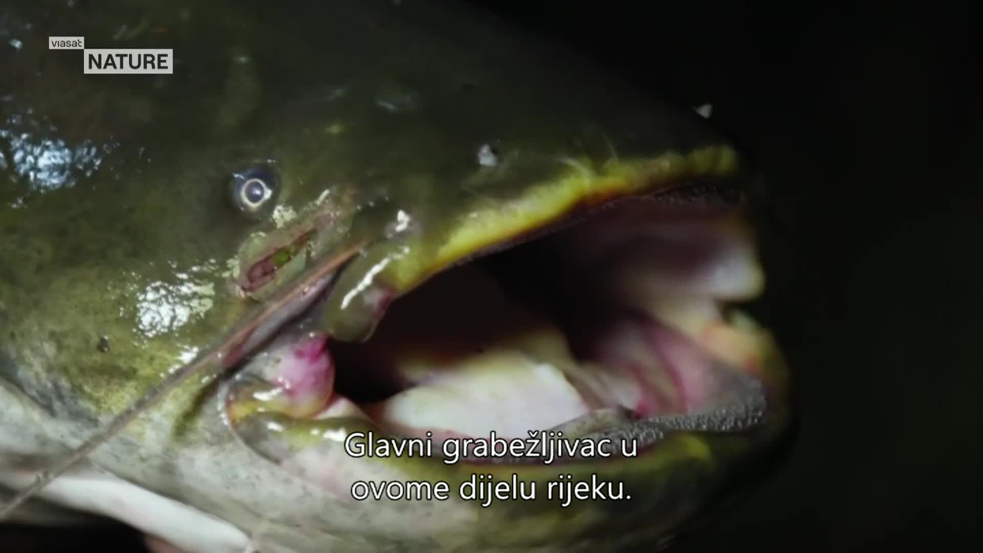 ViasatNature