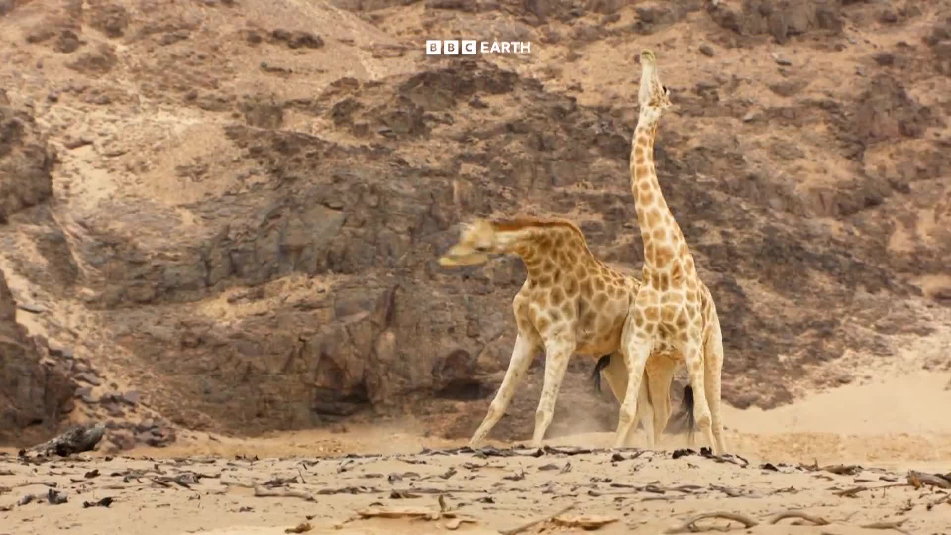 BBCEarth
