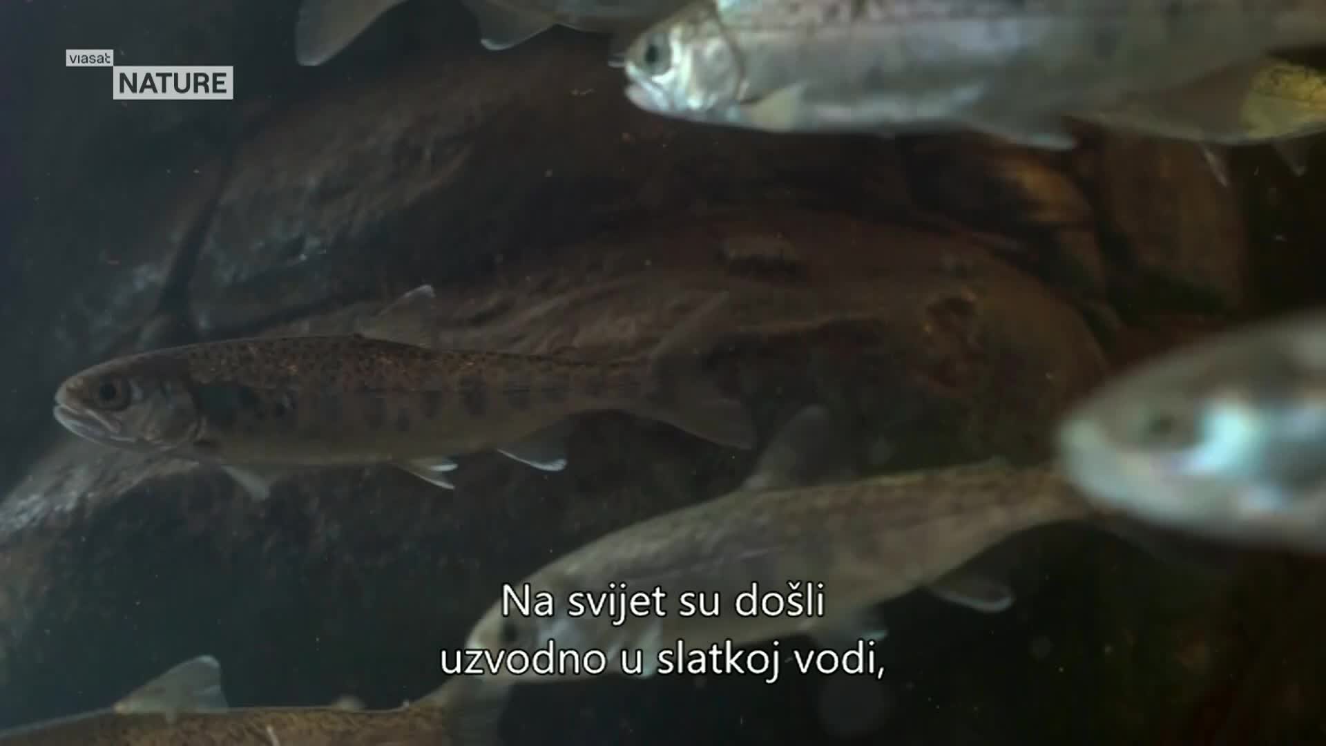ViasatNature