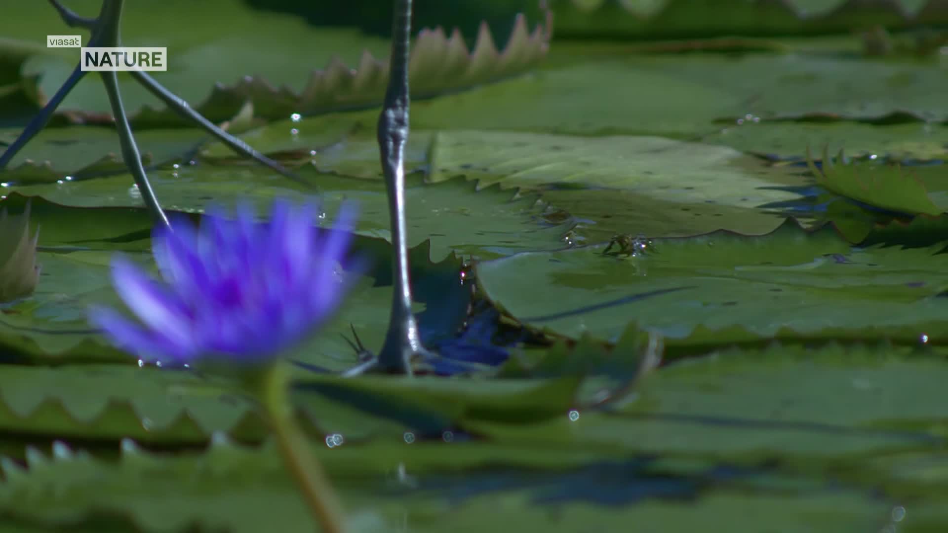 ViasatNature