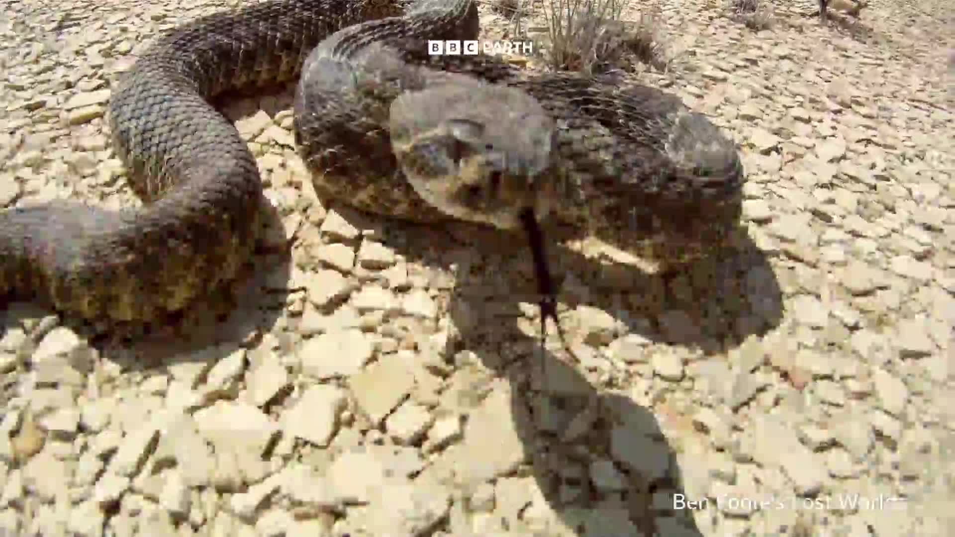 BBCEarth