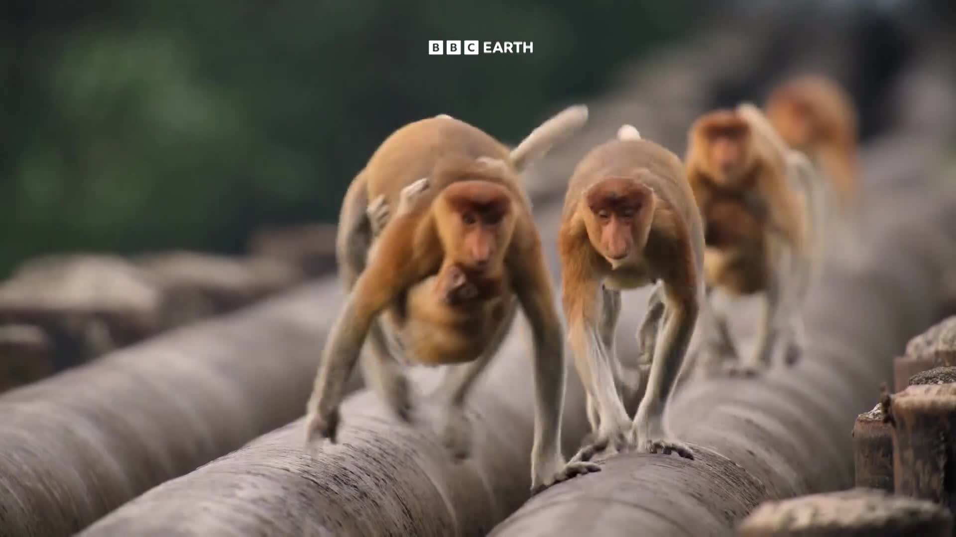 BBCEarth