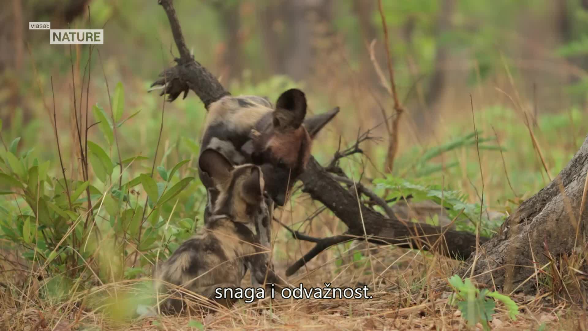 ViasatNature