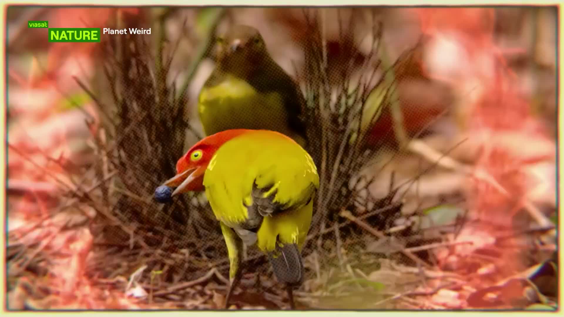 ViasatNature