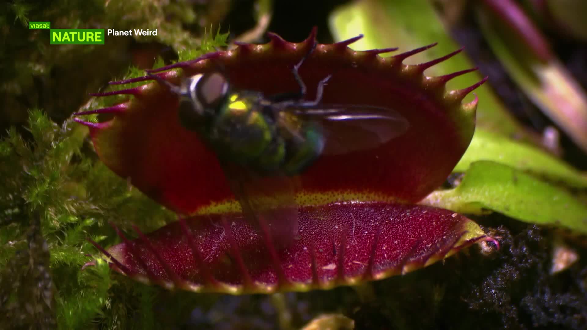 ViasatNature