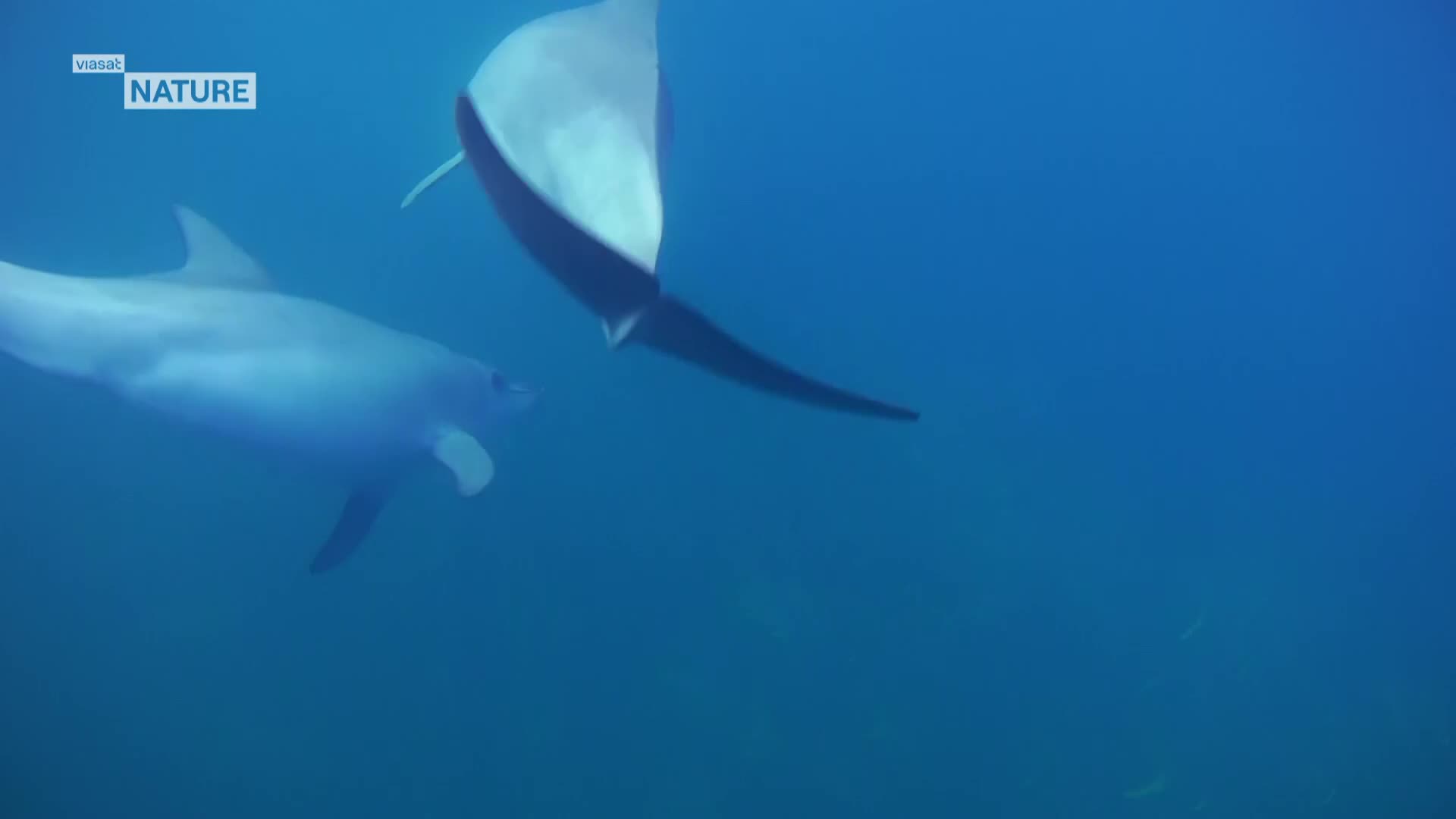ViasatNature