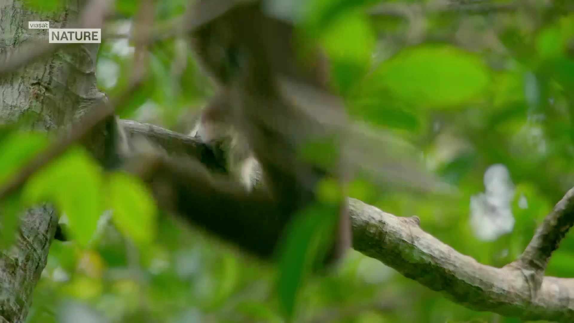 ViasatNature