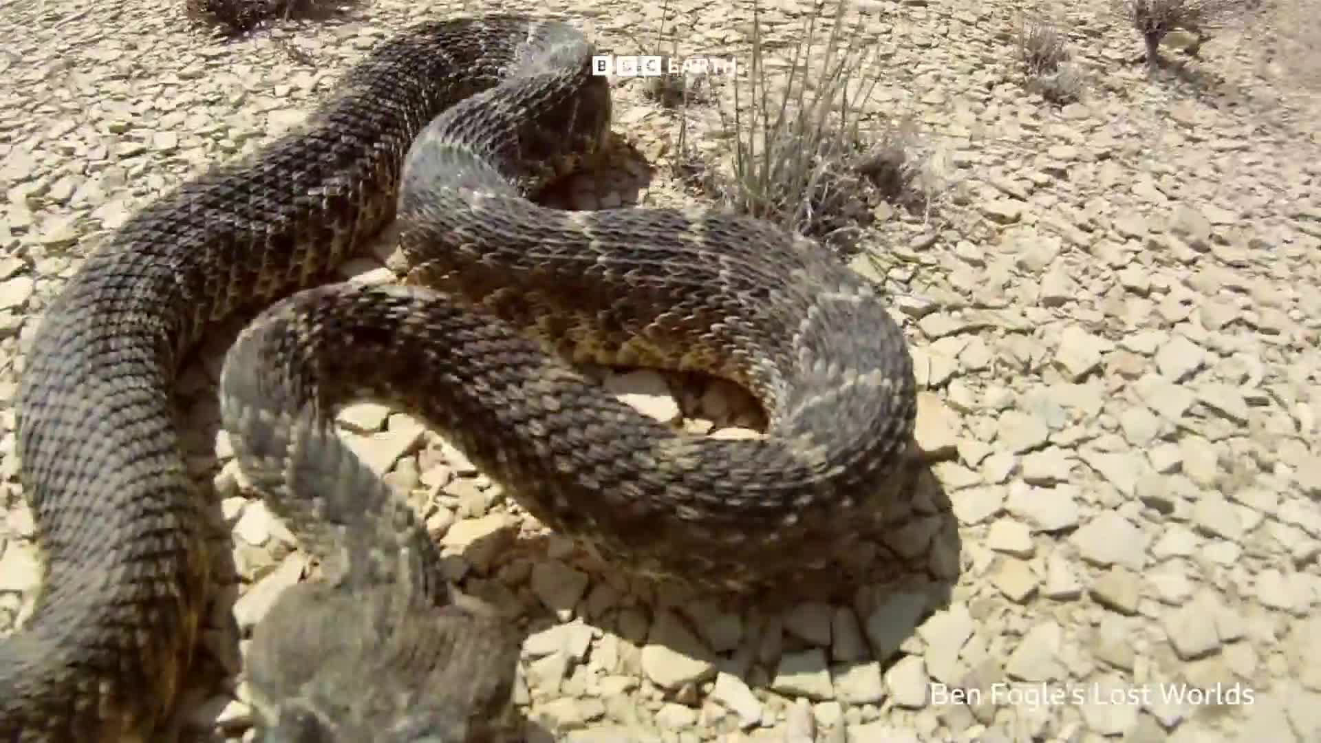 BBCEarth