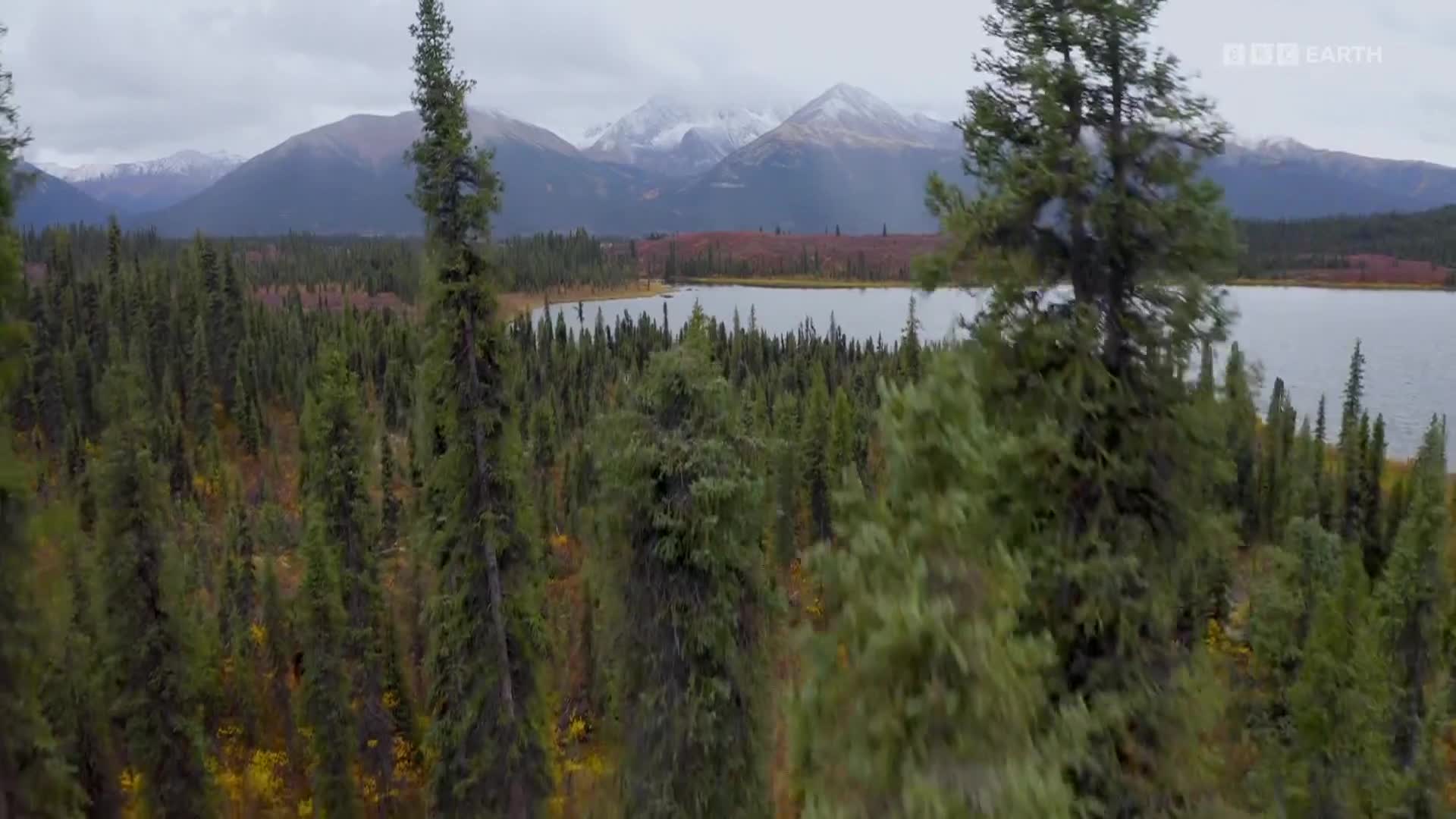 BBCEarth