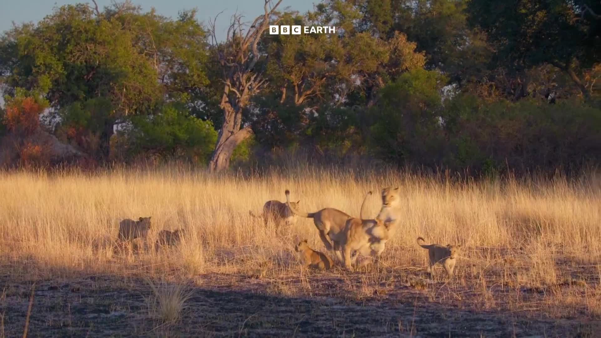 BBCEarth