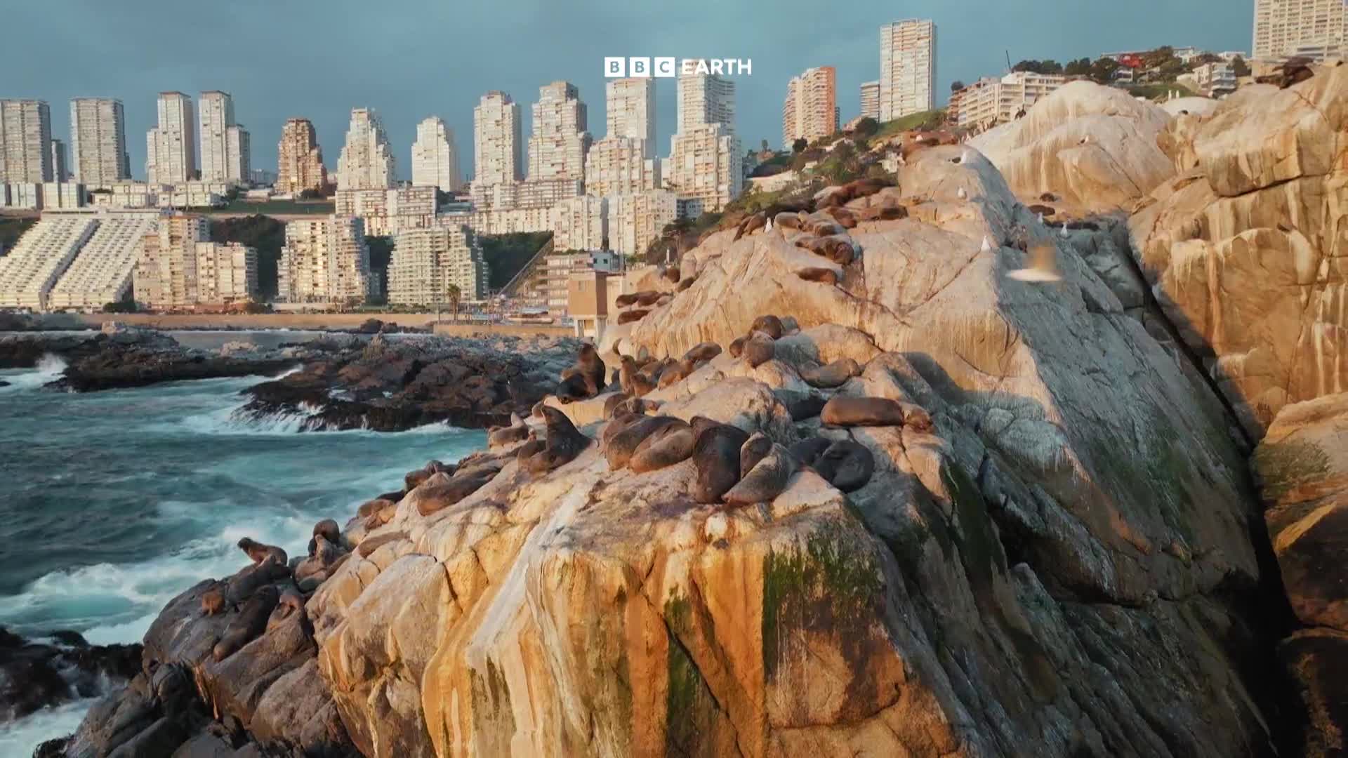BBCEarth
