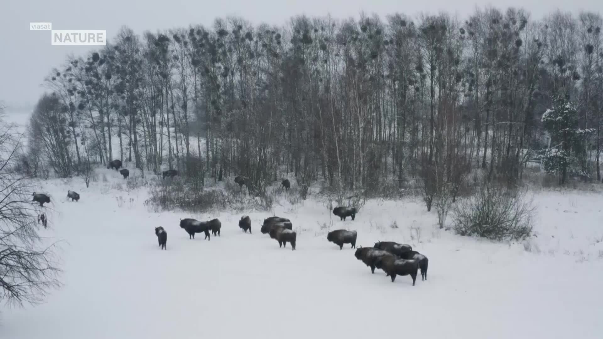 ViasatNature