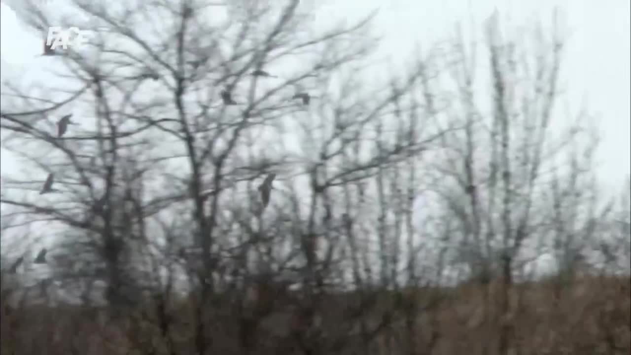 FaceTV