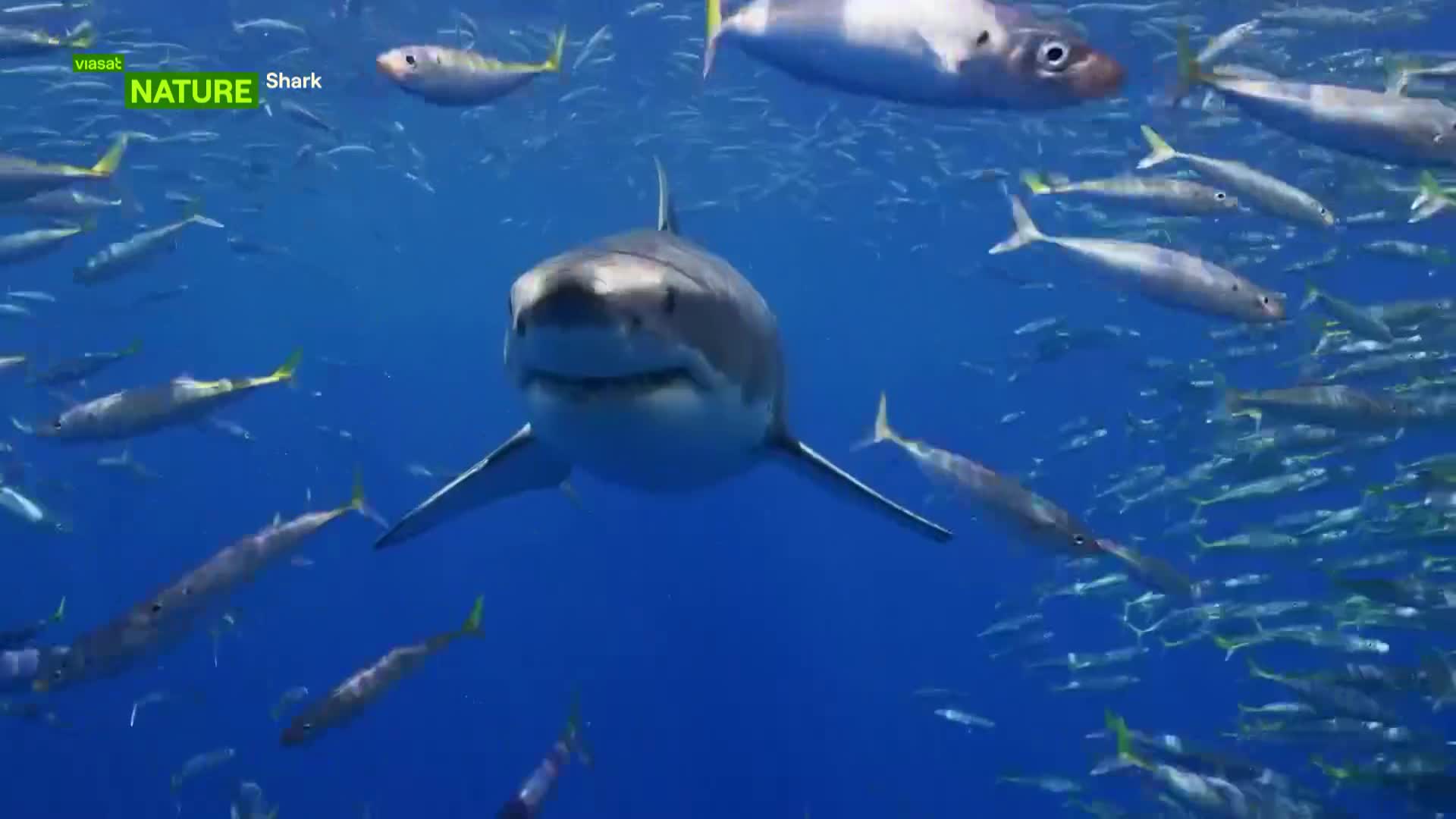 ViasatNature