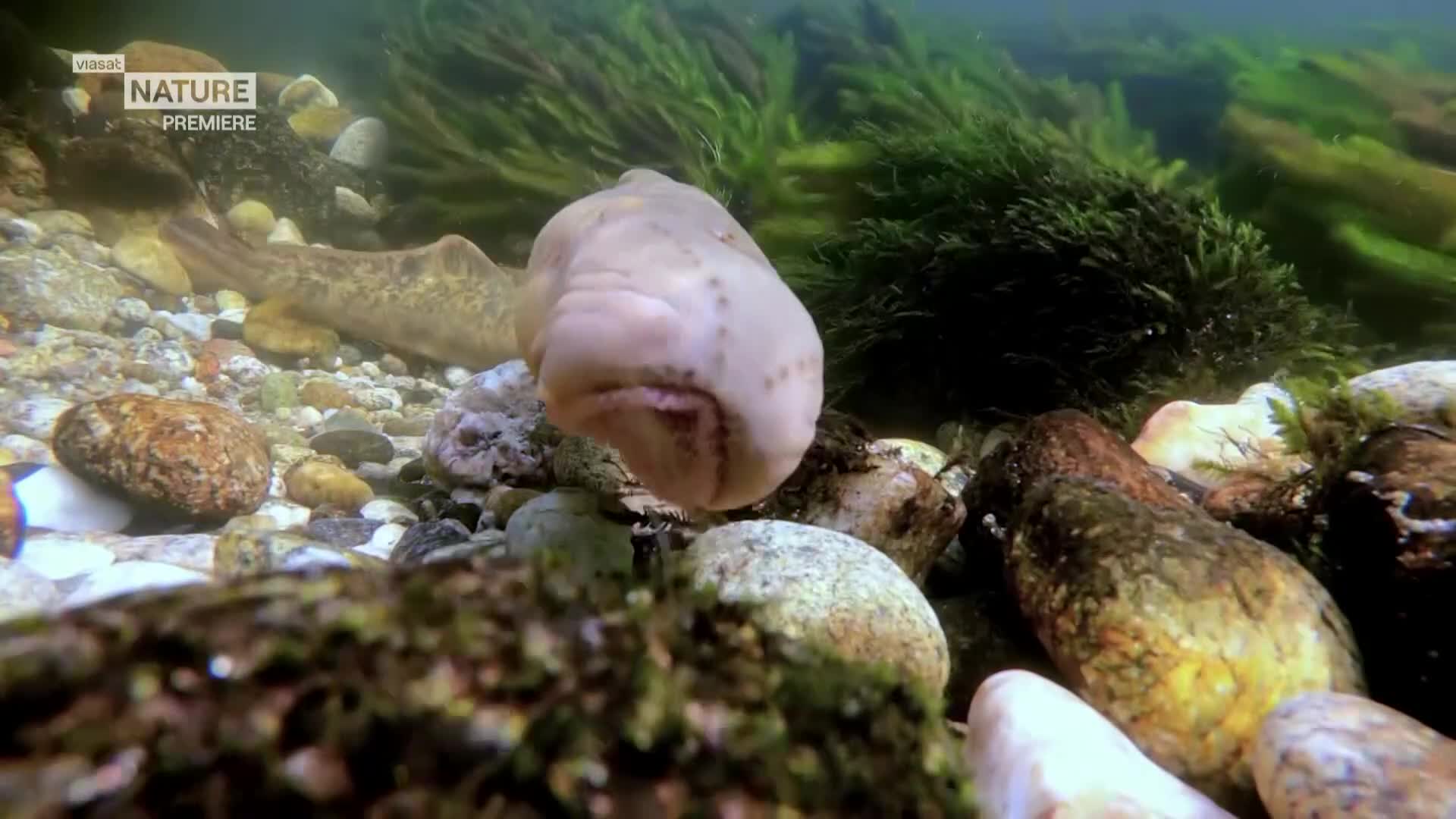 ViasatNature