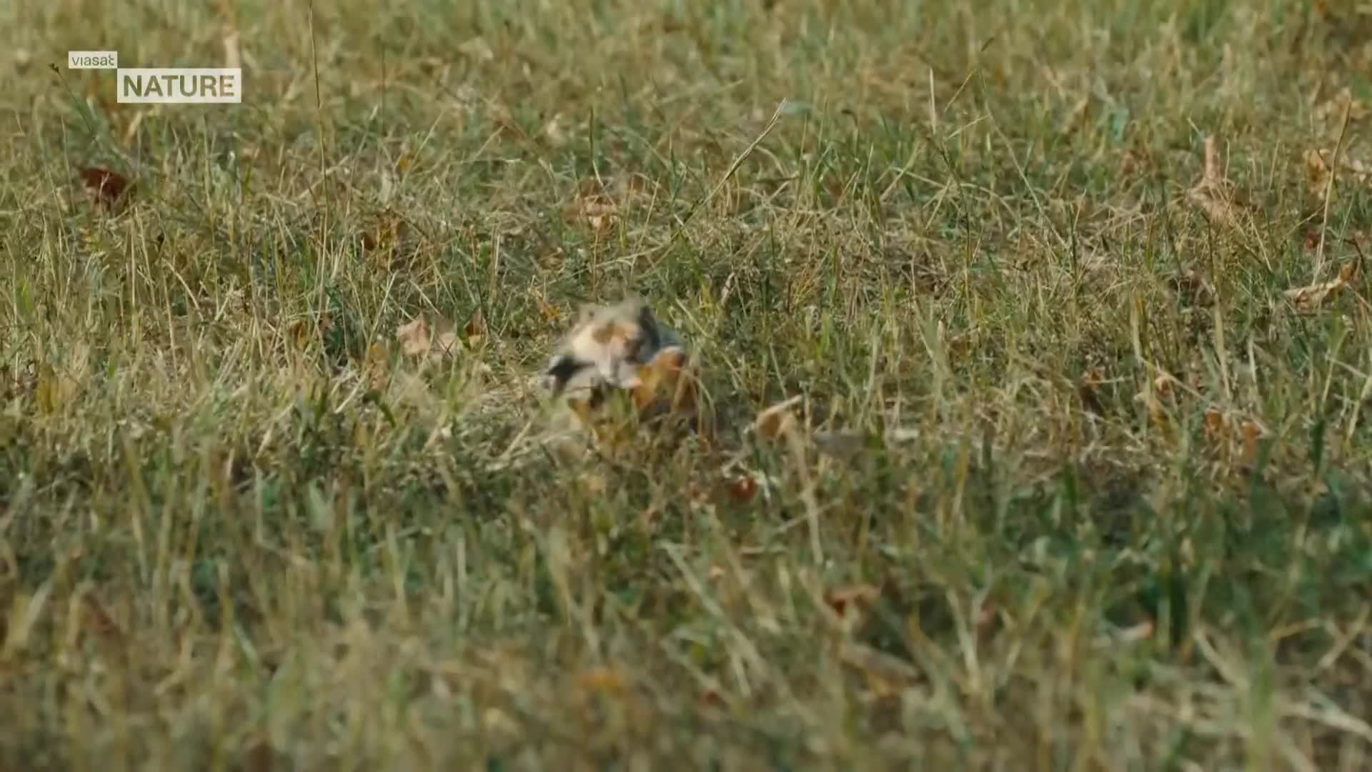 ViasatNature