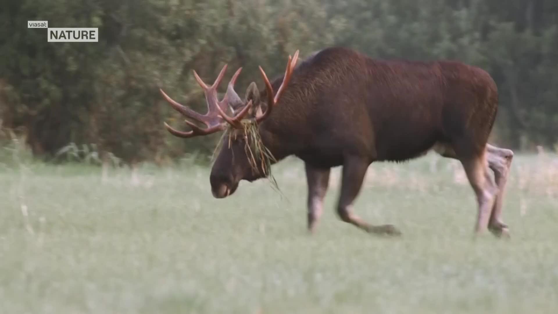 ViasatNature
