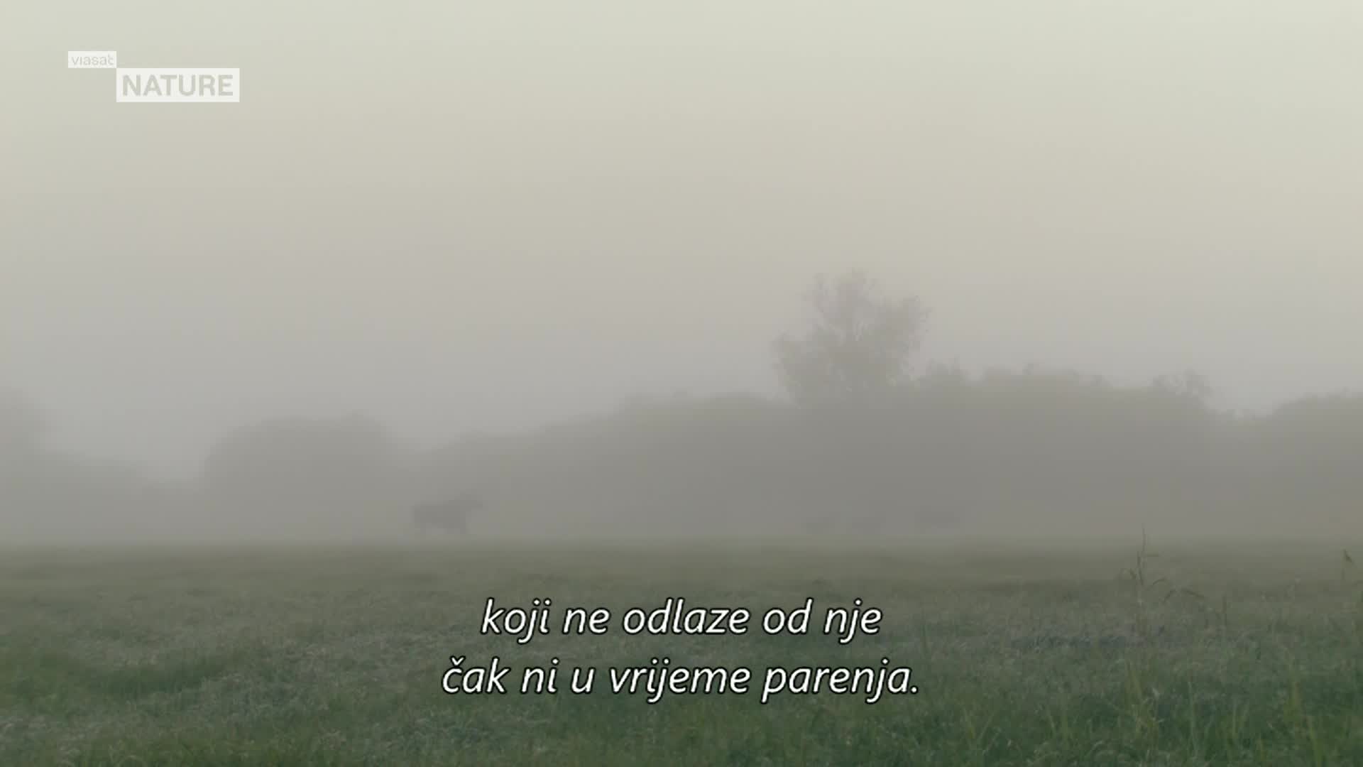 ViasatNature