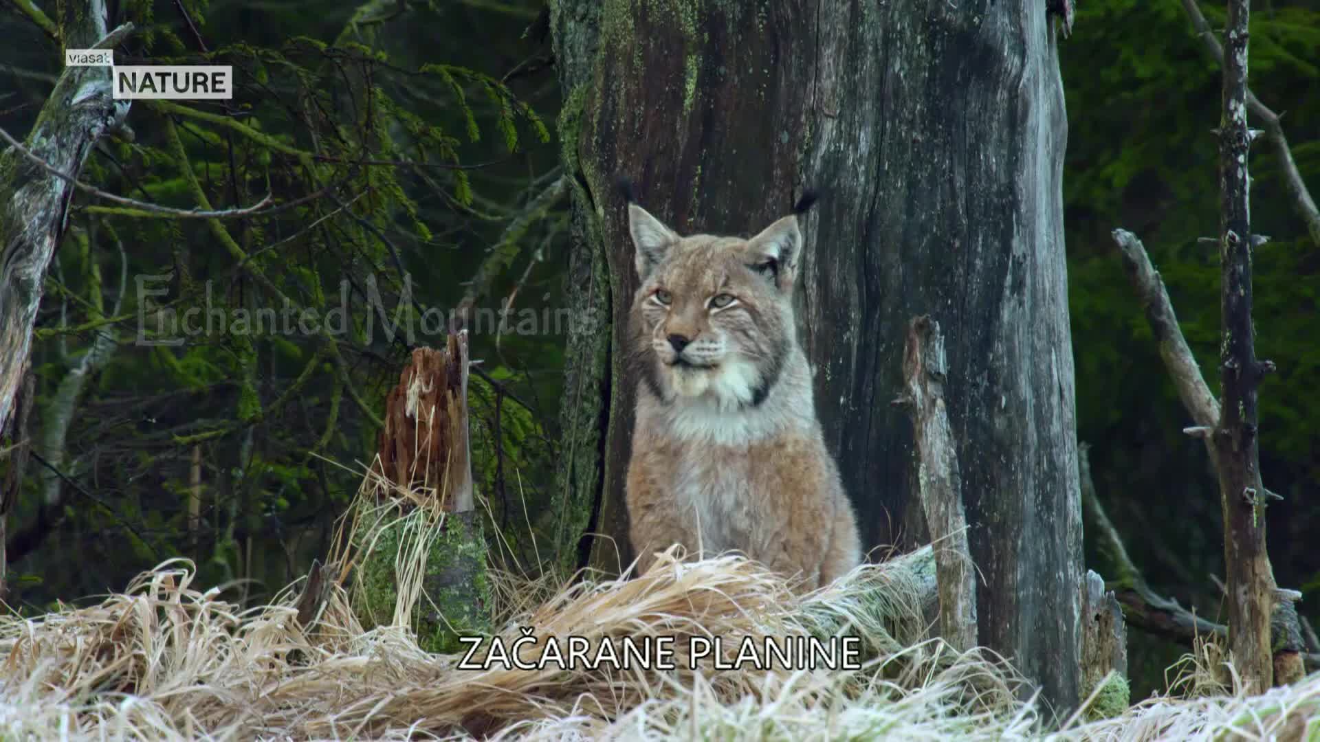 ViasatNature