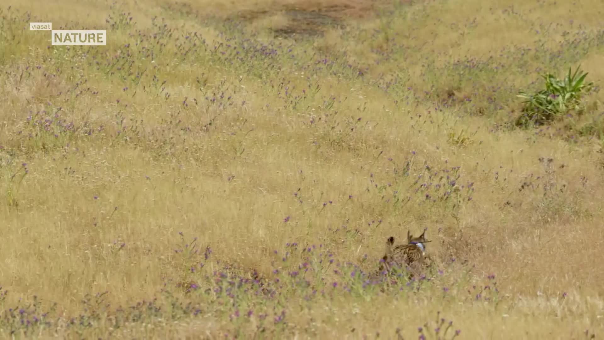 ViasatNature
