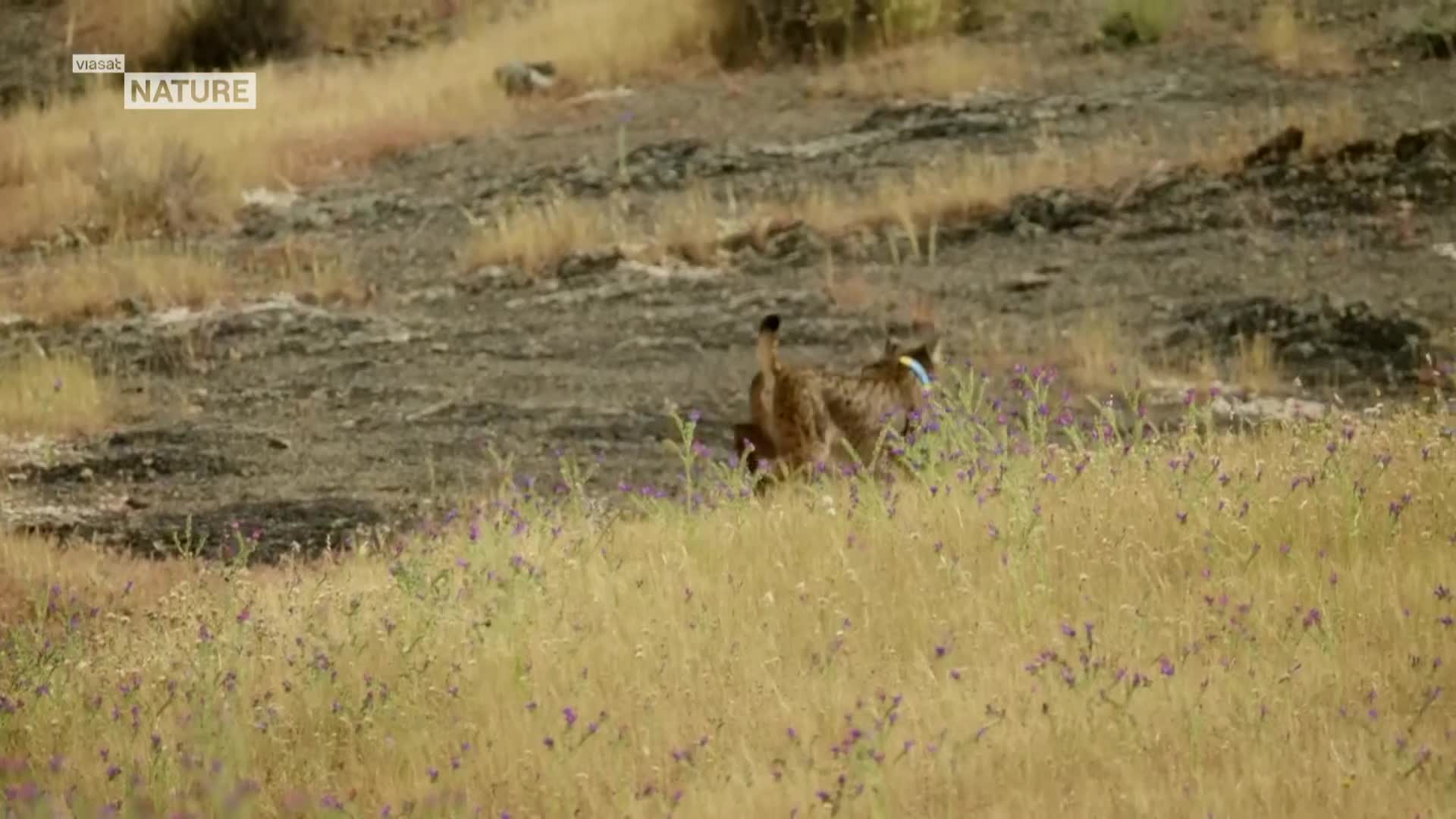 ViasatNature