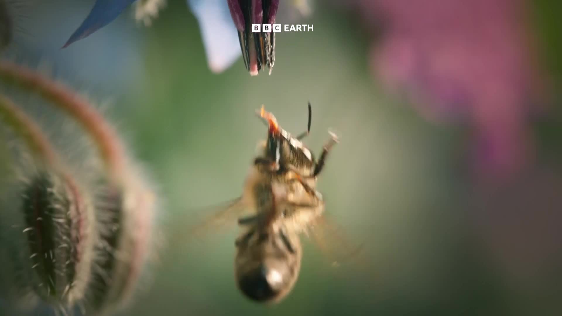 BBCEarth