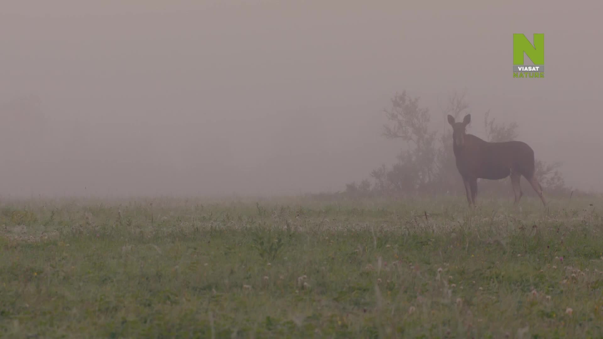 ViasatNature