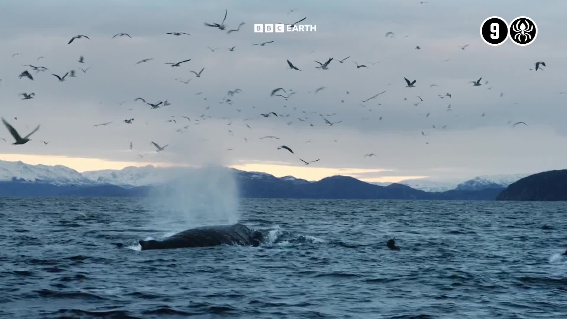 BBCEarth
