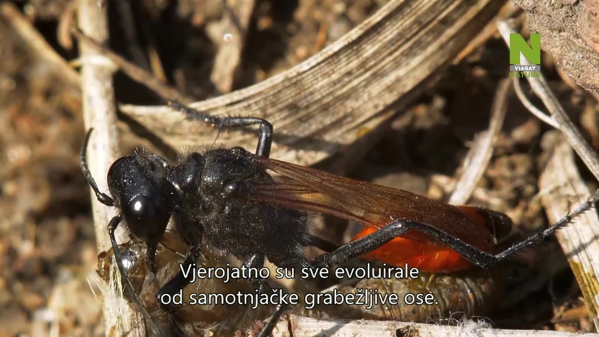 ViasatNature