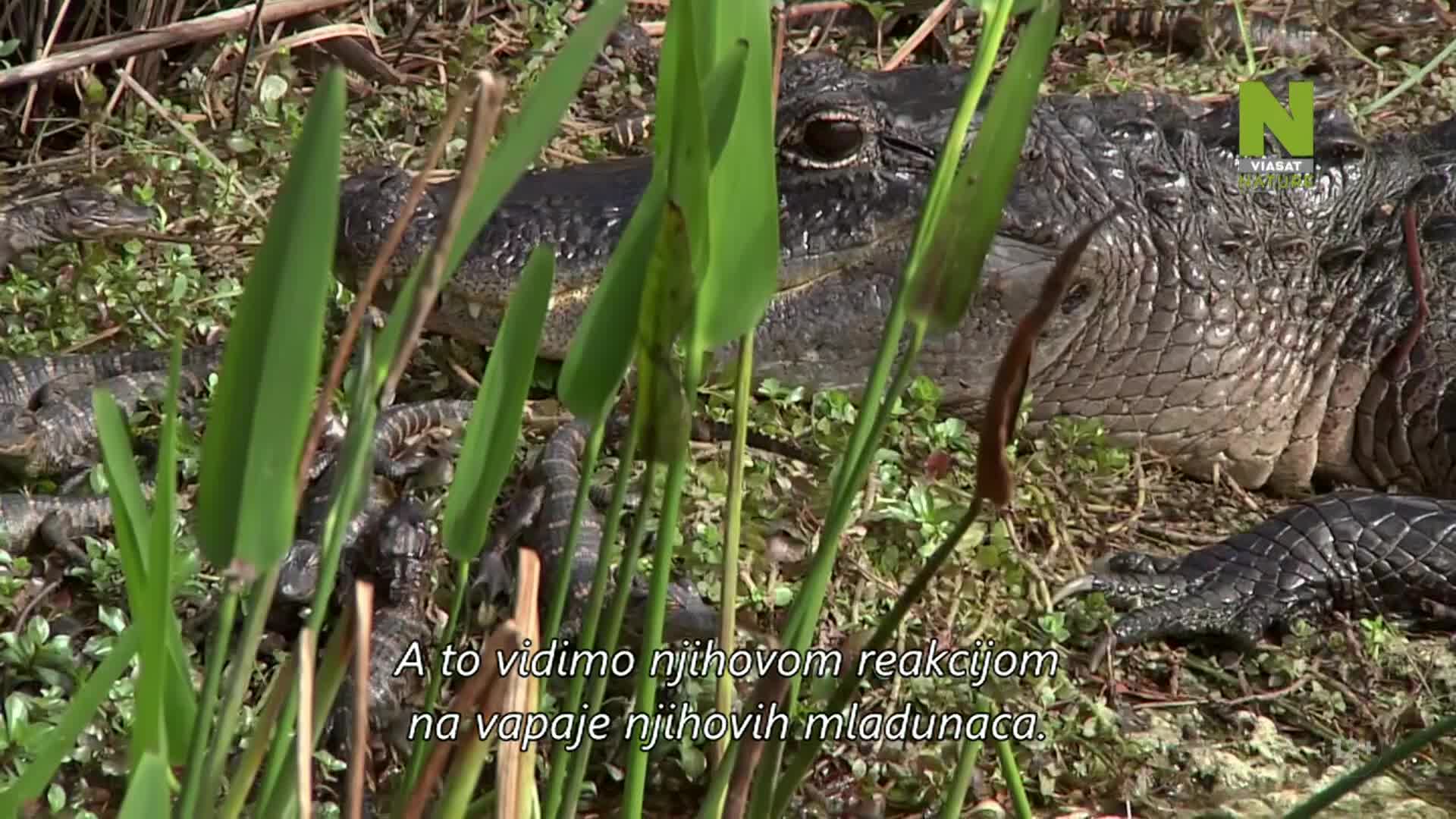 ViasatNature