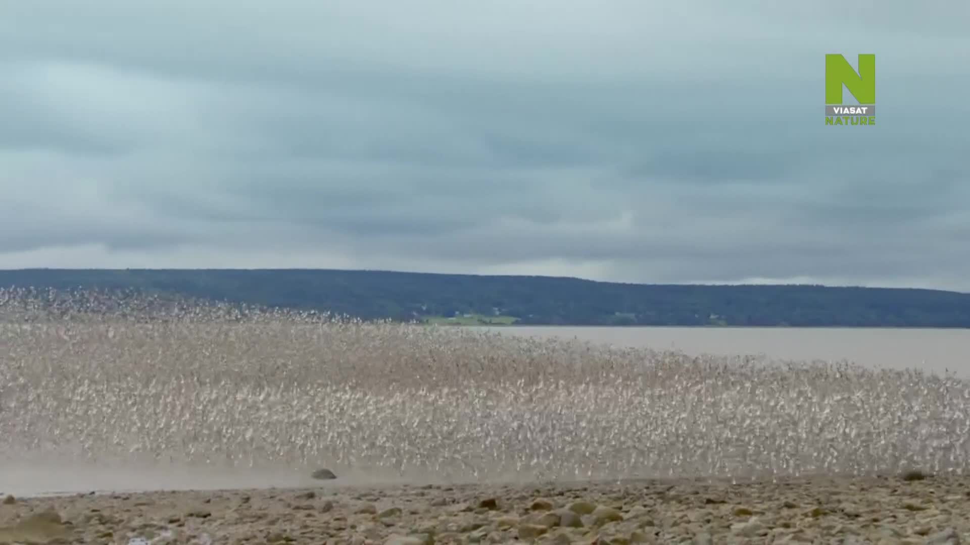 ViasatNature