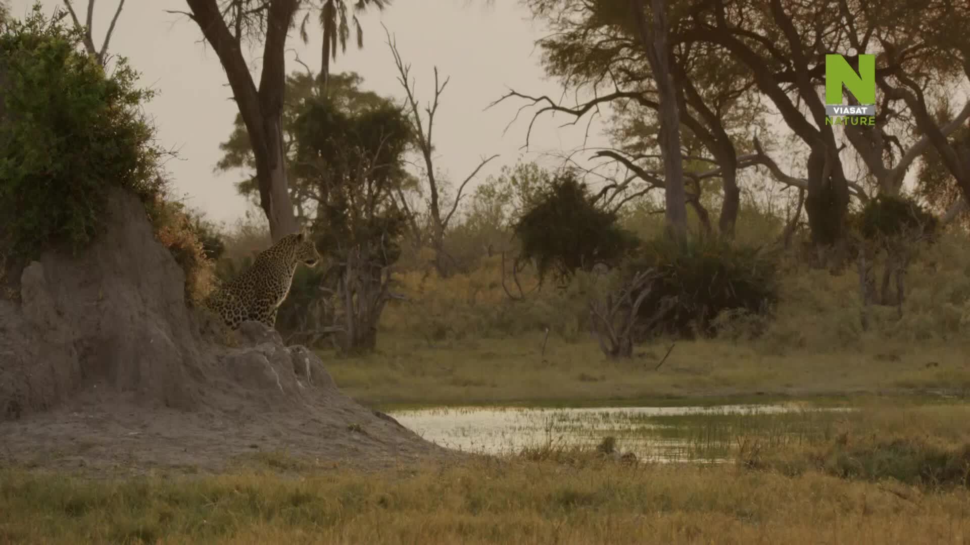 ViasatNature