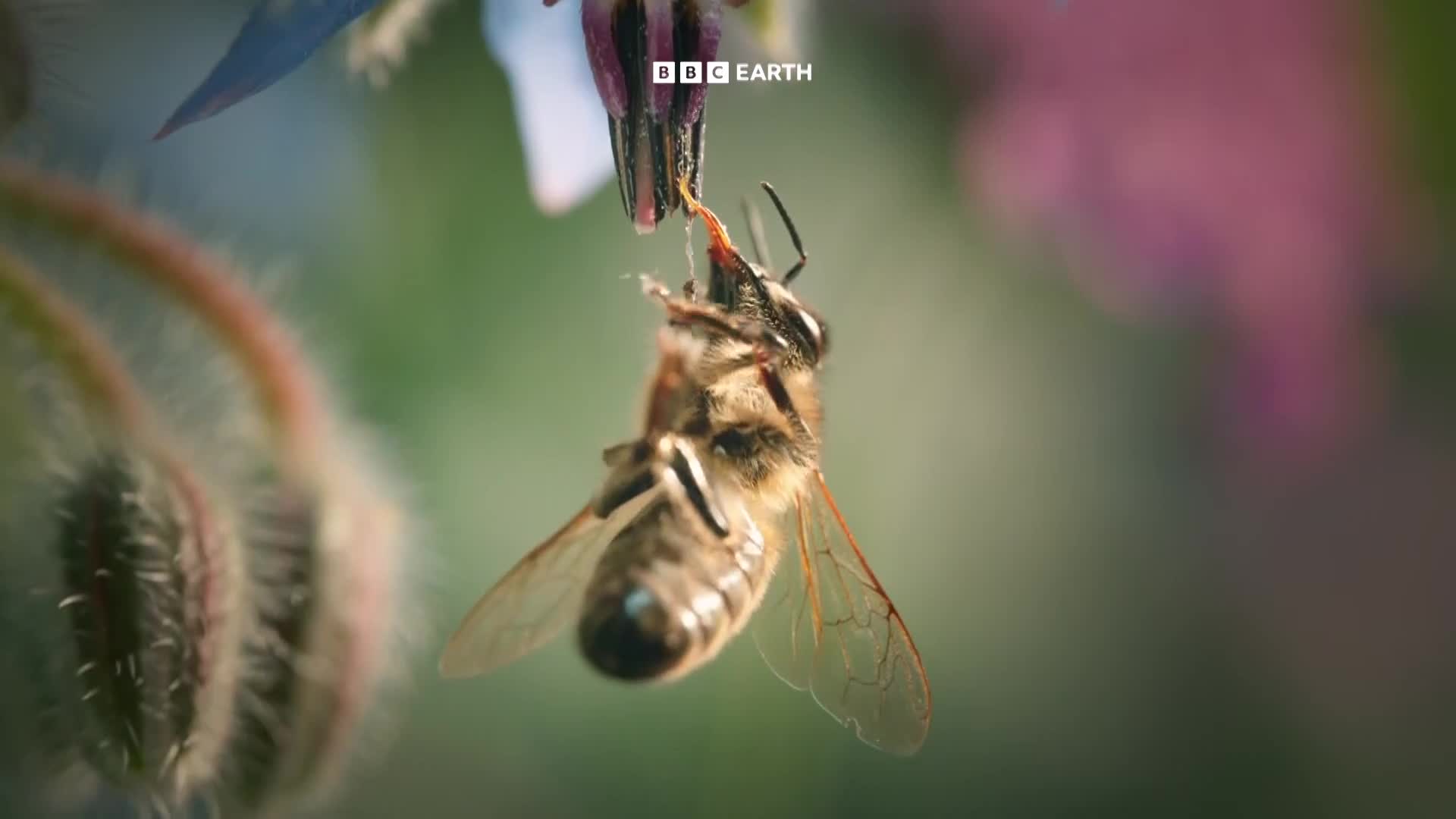 BBCEarth