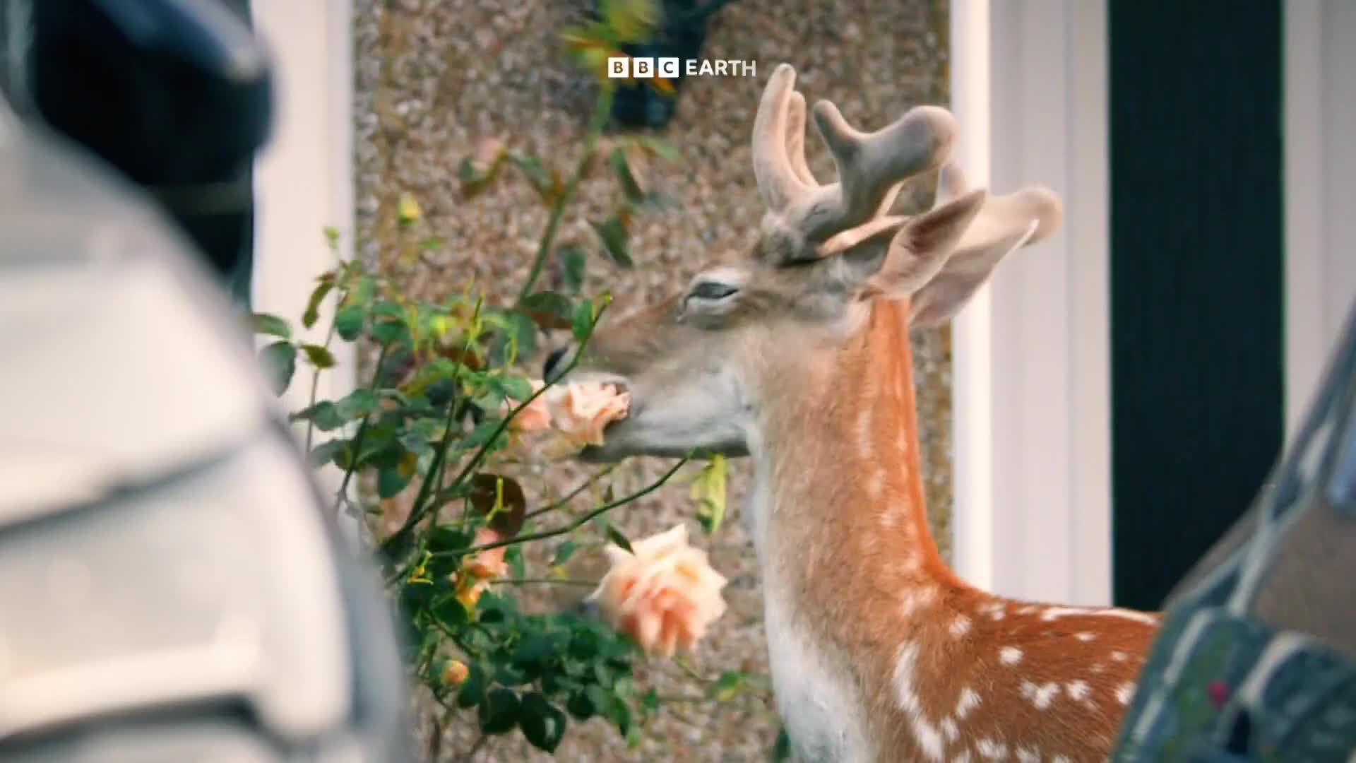 BBCEarth
