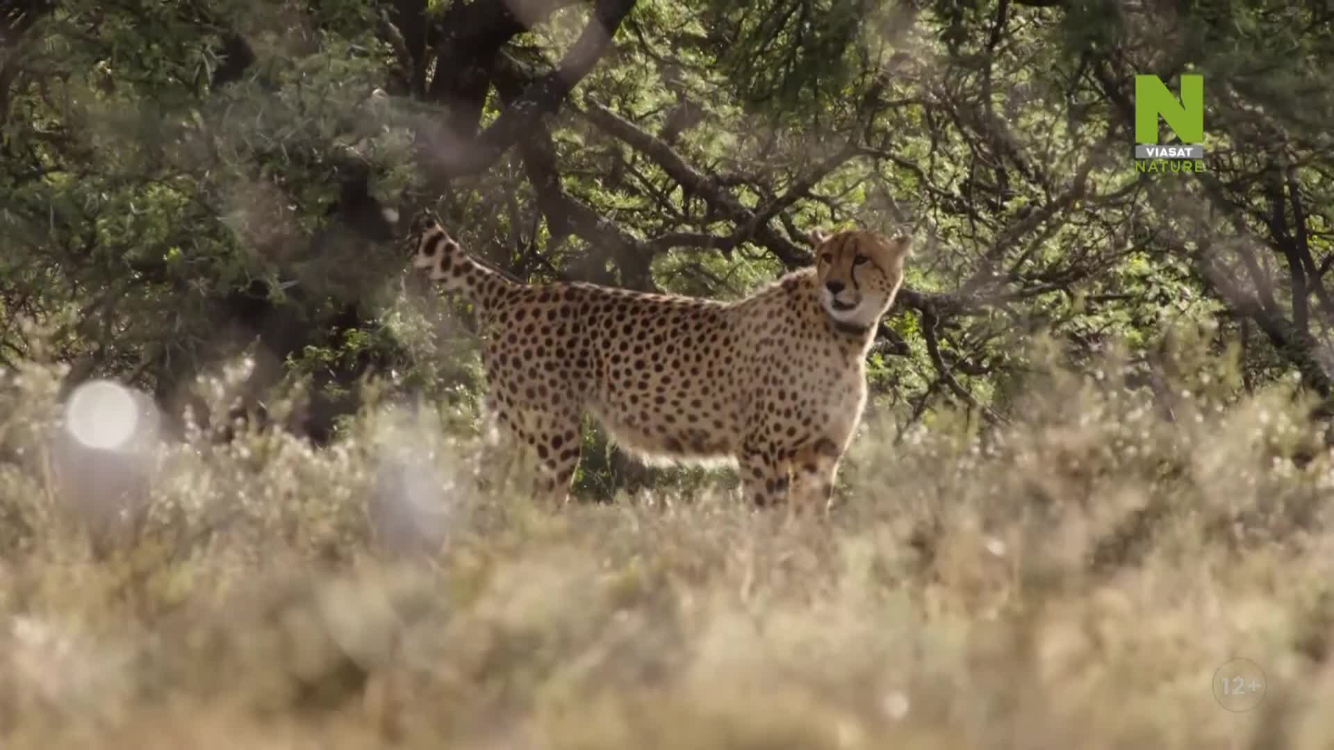 ViasatNature