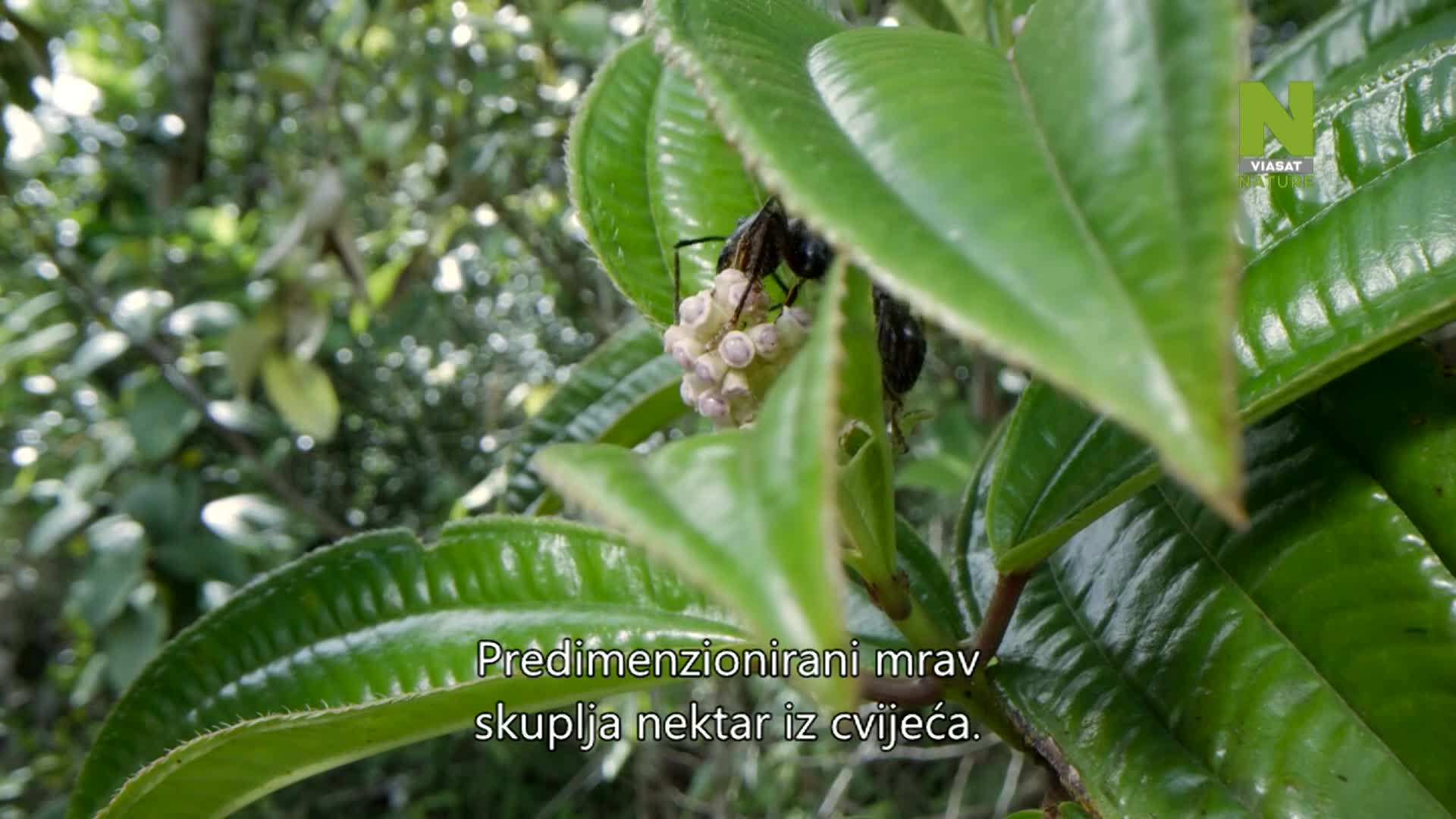 ViasatNature