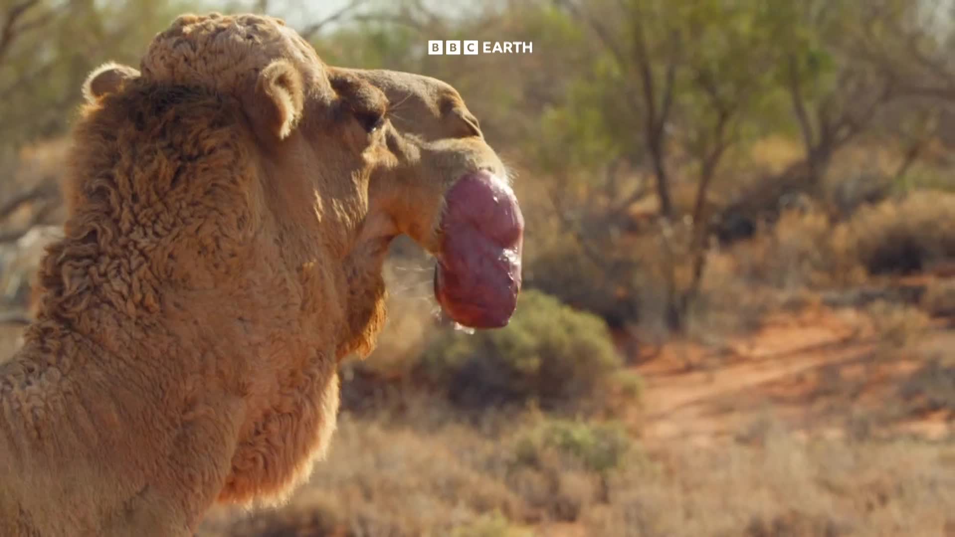 BBCEarth