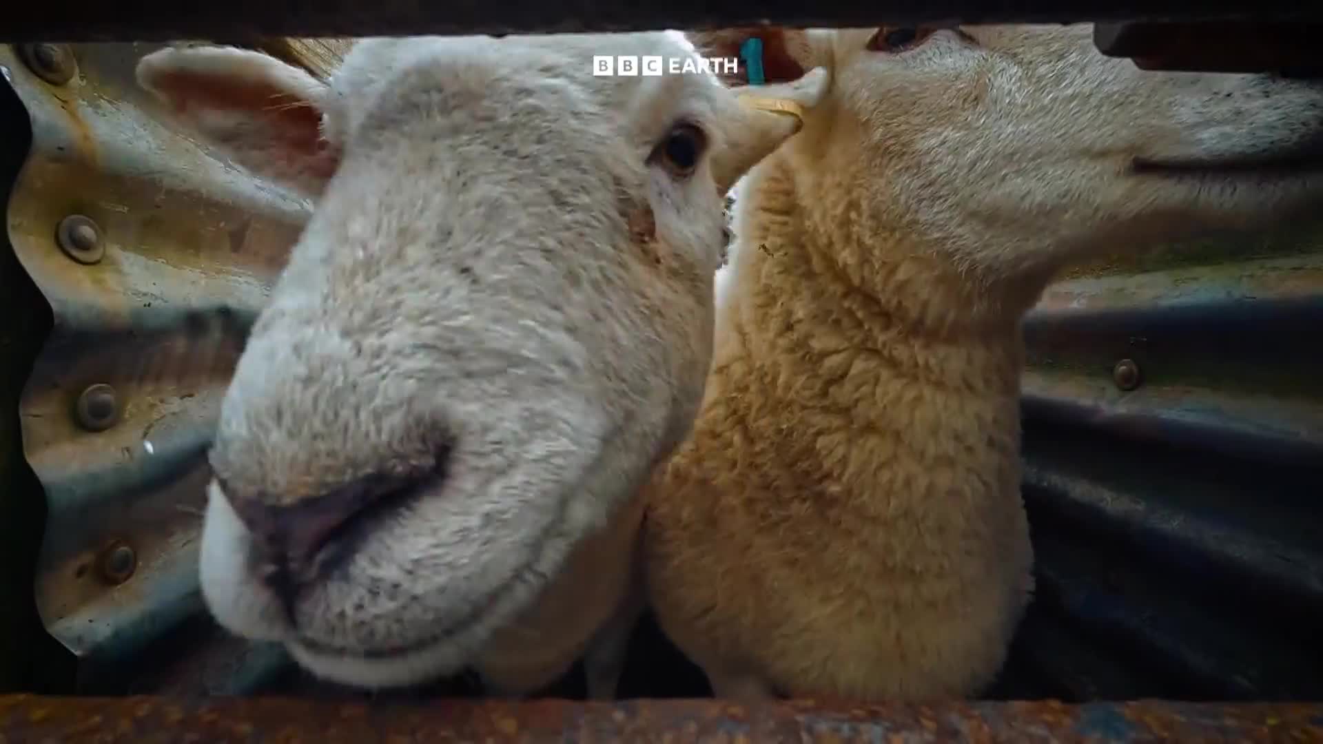 BBCEarth