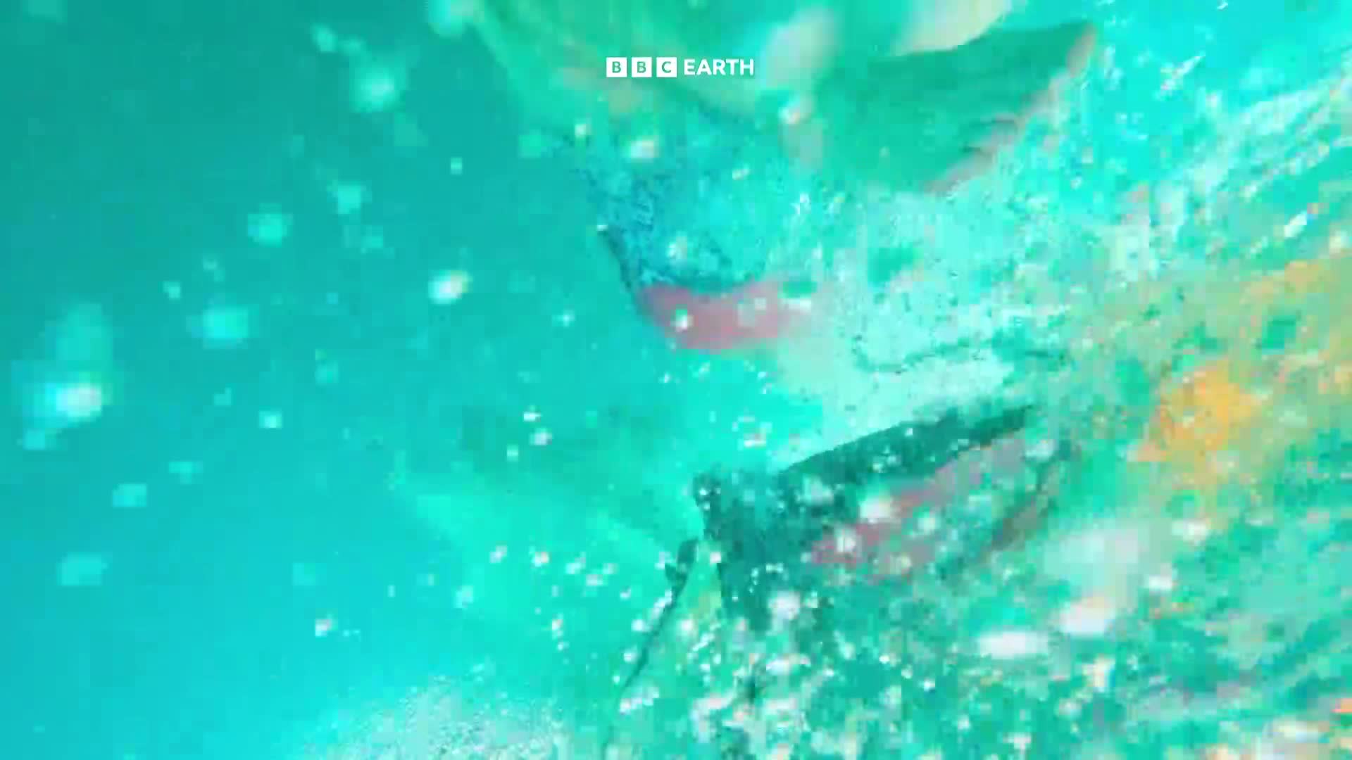 BBCEarth